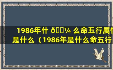 1986年什 🐼 么命五行属性是什么（1986年是什么命五行属什么缺什么）